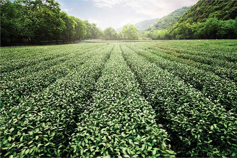 Green tea plantation field surrounded by lush hills under a bright sky